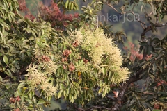 Terminalia paniculata